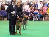  - Crufts 2011 - Wonderbull en Angleterre