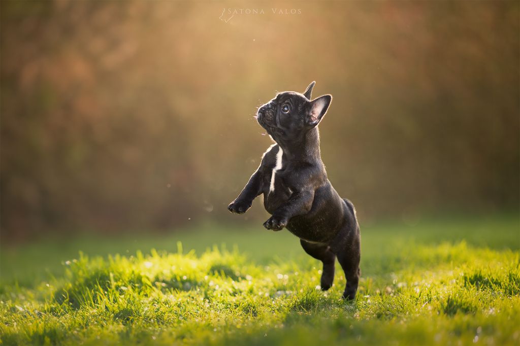 prochaine portée décembre 2025