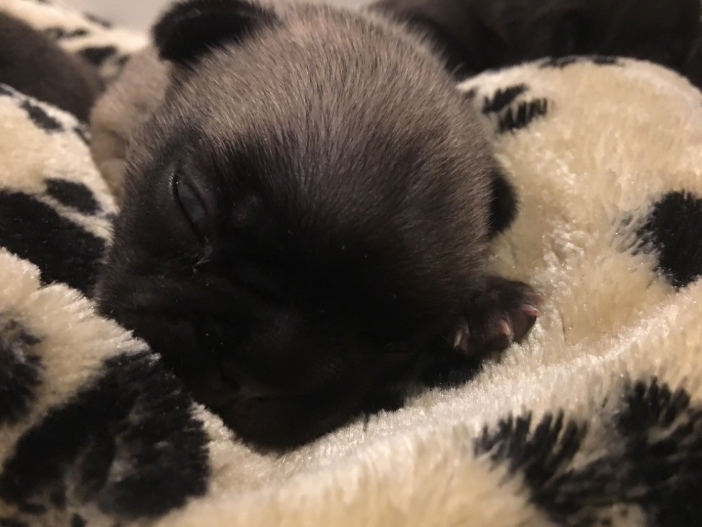 wonderbull's - Bouledogue français - Portée née le 28/03/2019